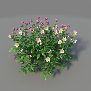 XfrogPlants Helleborus Hybrida