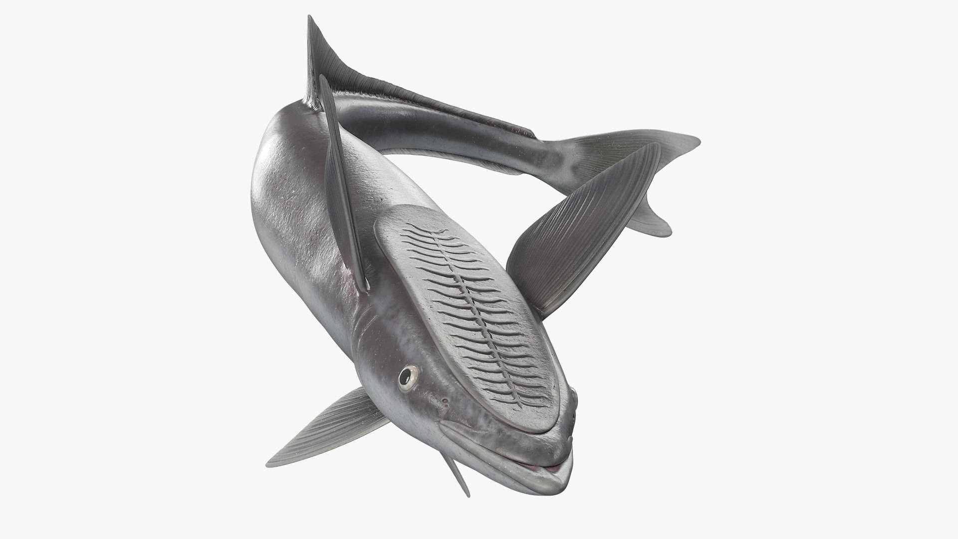 Ray Fish Remora 3D model preview