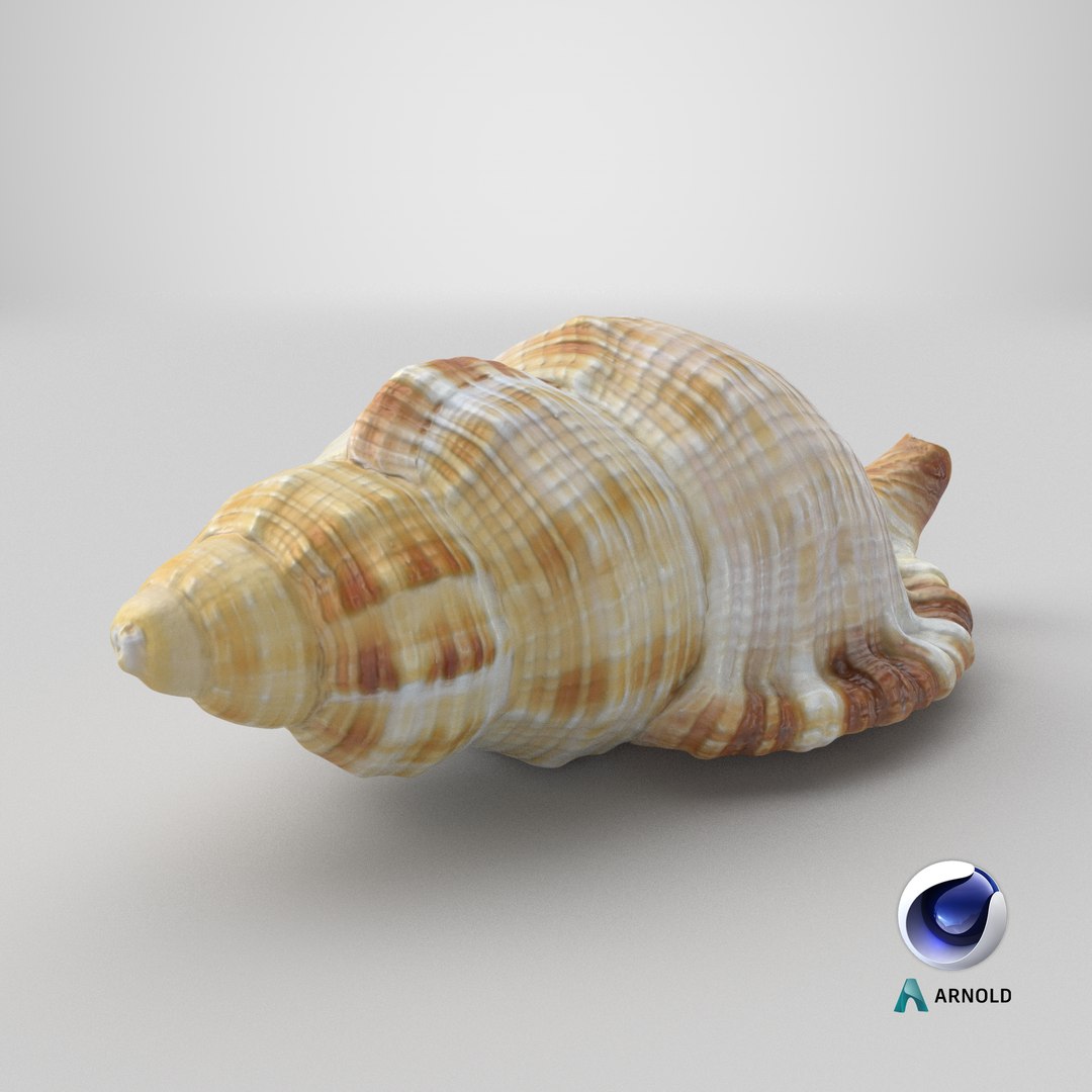 Monoplex Pilearis 3D https://p.turbosquid.com/ts-thumb/OM/zWKhl7/5O/stemcell_cinema_4d_arnold_render/png/1720703256/1920x1080/fit_q87/c30b537e2bbd2af72758c77830abedf2607135d3/stemcell_cinema_4d_arnold_render.jpg