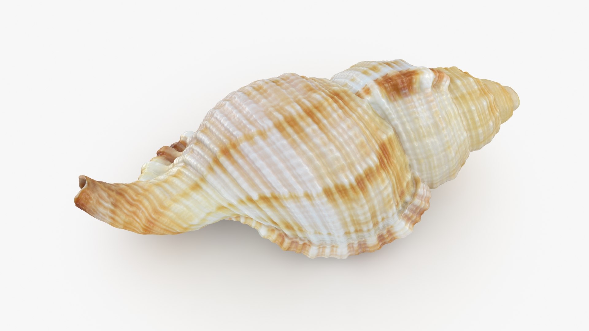 Monoplex Pilearis 3D https://p.turbosquid.com/ts-thumb/OM/zWKhl7/Cu/monoplexpilearis_b0002/jpg/1720443298/1920x1080/fit_q87/14eeedf09deb9b253147094a438e618ad3218a75/monoplexpilearis_b0002.jpg