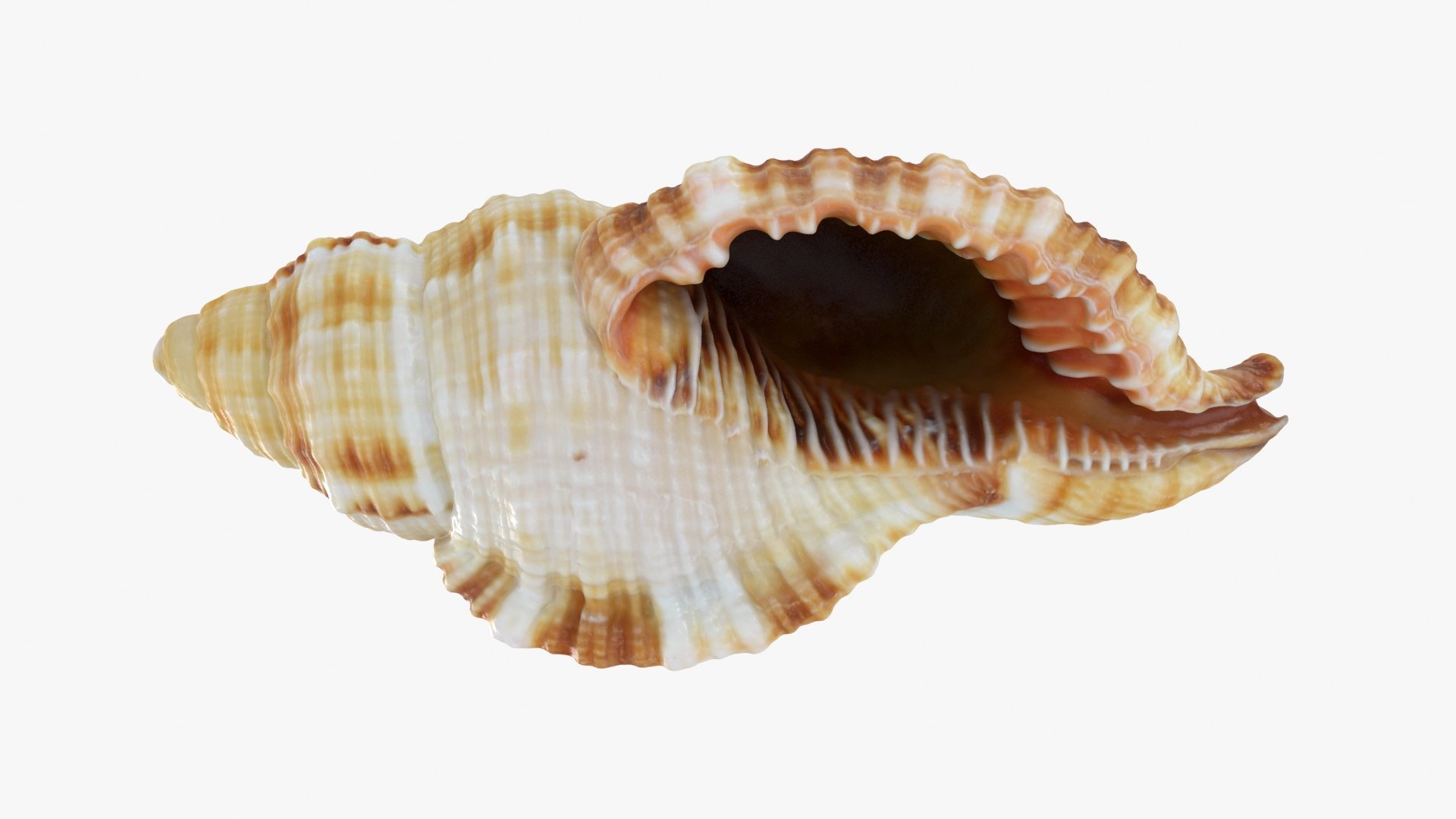 3D Seashells Collection 3 model https://p.turbosquid.com/ts-thumb/OM/zWKhl7/IY/monoplexpilearis_a0001/jpg/1720443633/1920x1080/fit_q87/3d57d966c6b97b854ee3e265cf078a4d22ca5c5a/monoplexpilearis_a0001.jpg