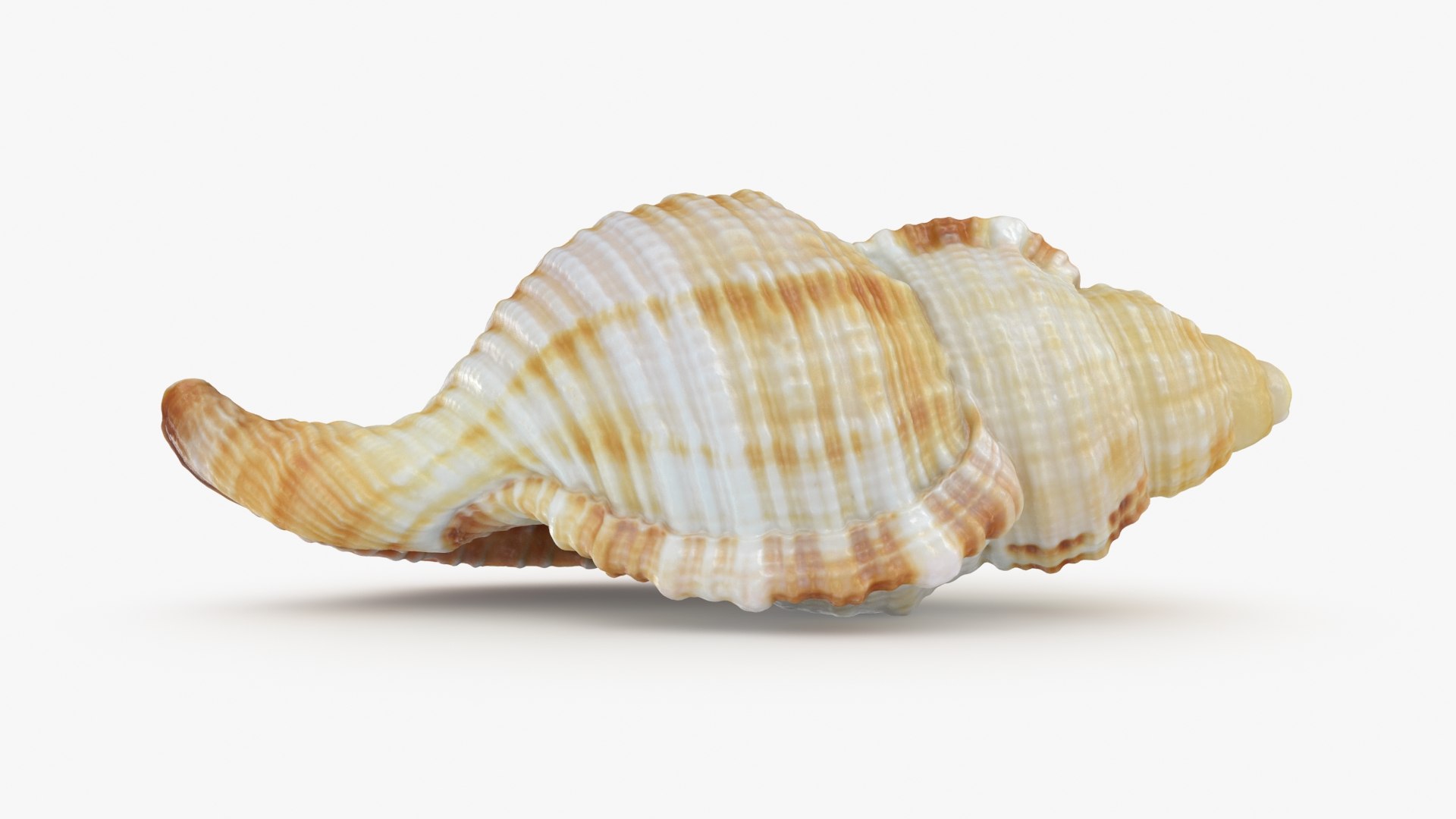 Monoplex Pilearis 3D https://p.turbosquid.com/ts-thumb/OM/zWKhl7/JR/monoplexpilearis_b0008/jpg/1720443296/1920x1080/fit_q87/636d00d9778d48e6984f597172b026206173ace8/monoplexpilearis_b0008.jpg