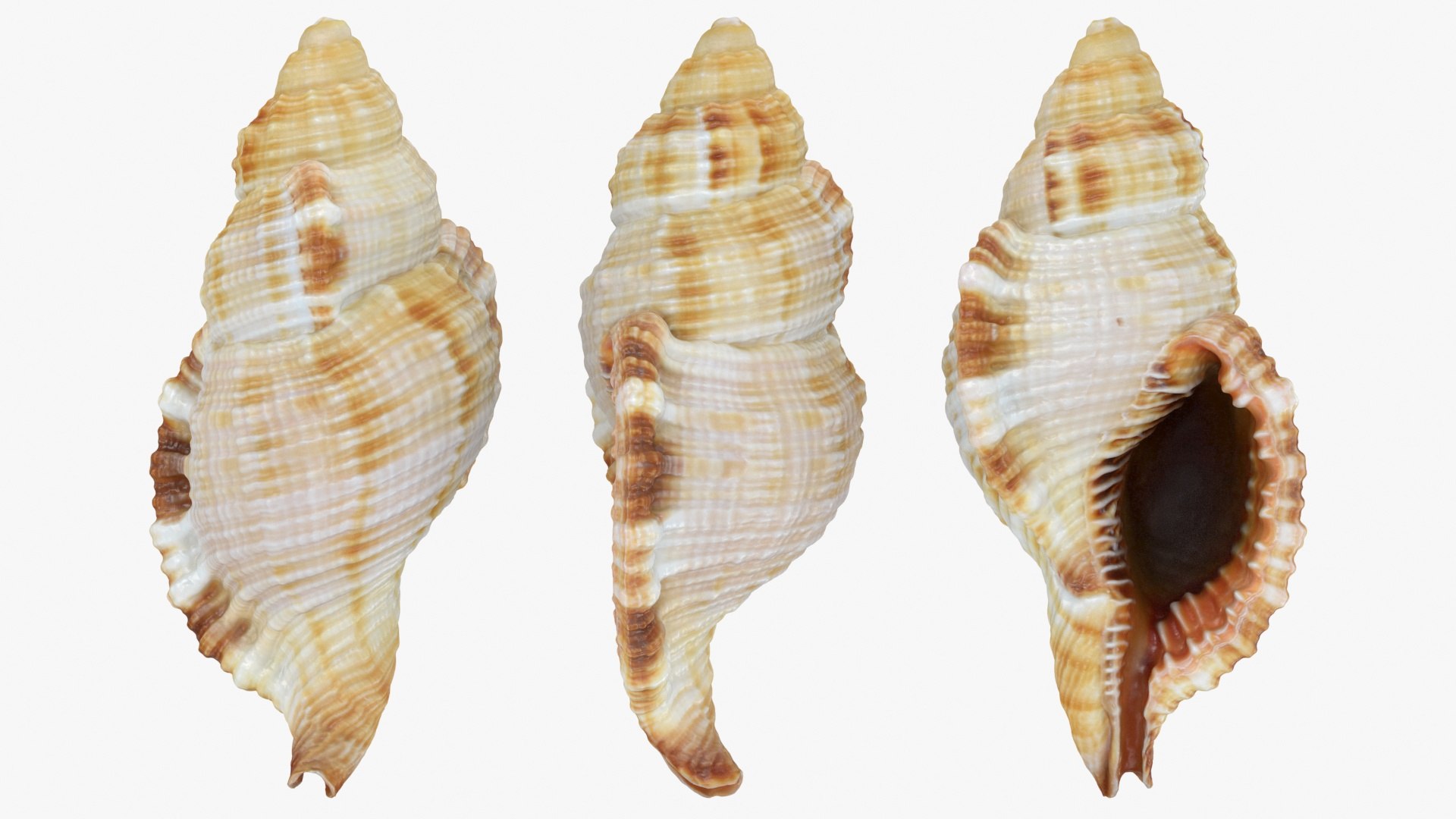 Monoplex Pilearis 3D https://p.turbosquid.com/ts-thumb/OM/zWKhl7/JT/monoplexpilearis_a0002/jpg/1720443293/1920x1080/fit_q87/f301c9532c1e540a02f9022e2250c774b0bfee81/monoplexpilearis_a0002.jpg