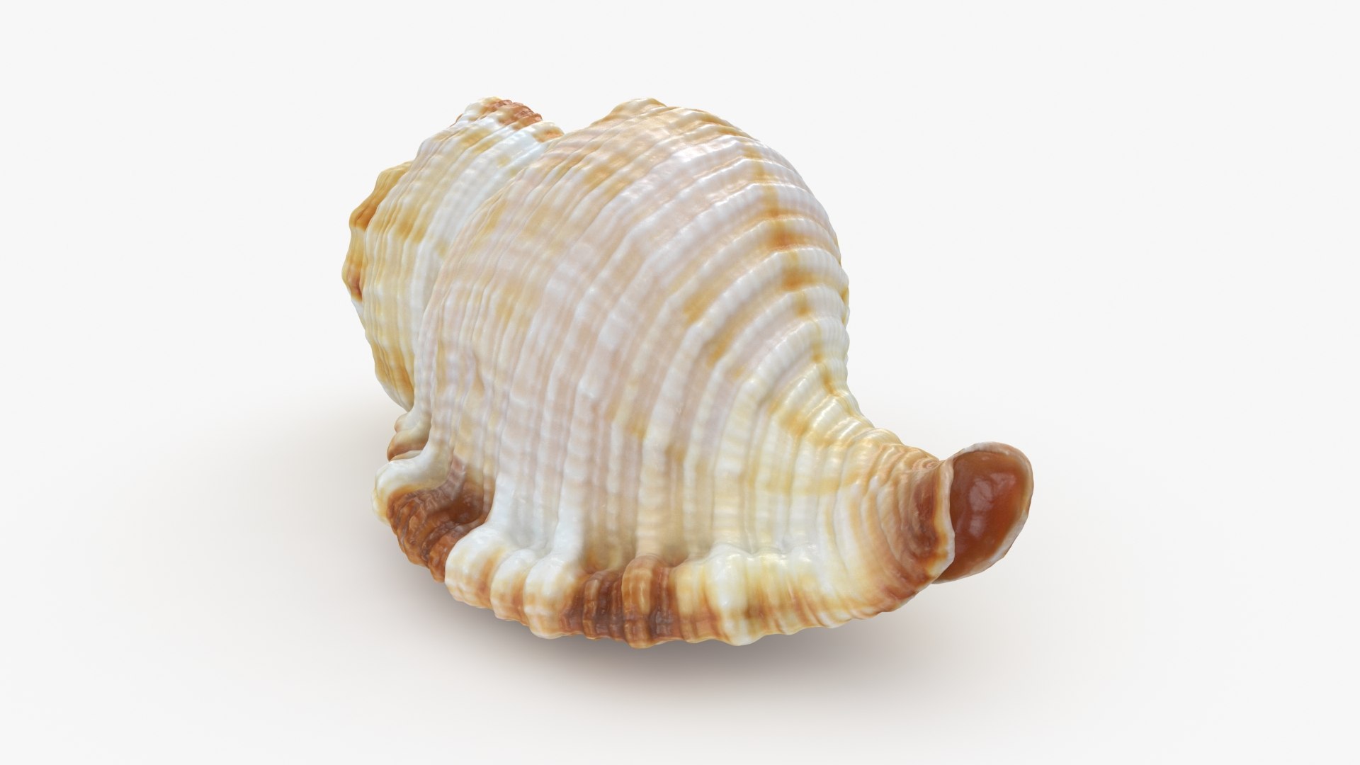 Monoplex Pilearis 3D https://p.turbosquid.com/ts-thumb/OM/zWKhl7/MG/monoplexpilearis_b0016/jpg/1720443303/1920x1080/fit_q87/1961793b4a402bfa4769fd0017a7a999fa63eb17/monoplexpilearis_b0016.jpg