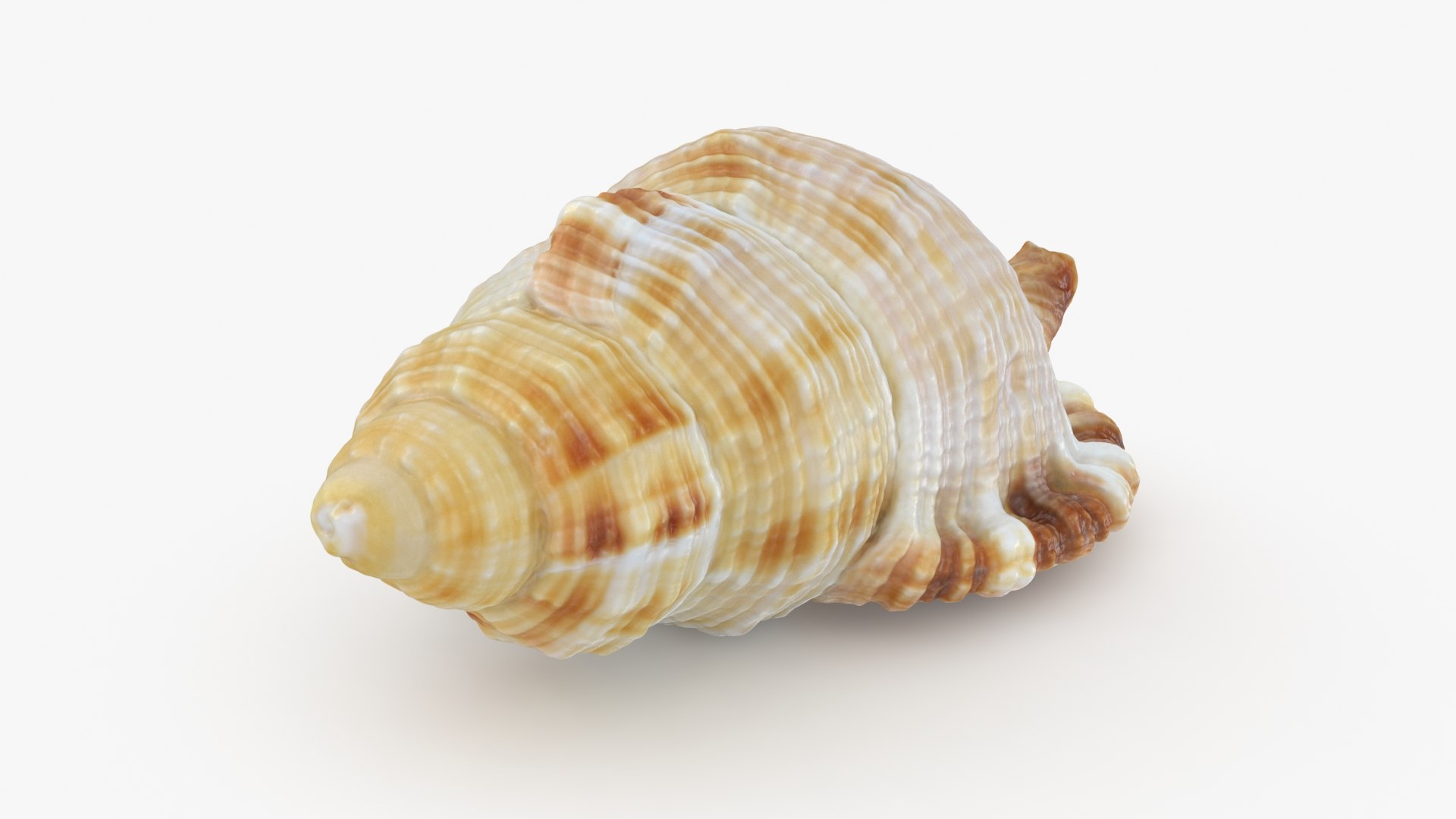 Monoplex Pilearis 3D https://p.turbosquid.com/ts-thumb/OM/zWKhl7/OU/monoplexpilearis_b0010/jpg/1720443300/1920x1080/fit_q87/3eb89c696e0c6c0a8f15767bce67659635482840/monoplexpilearis_b0010.jpg