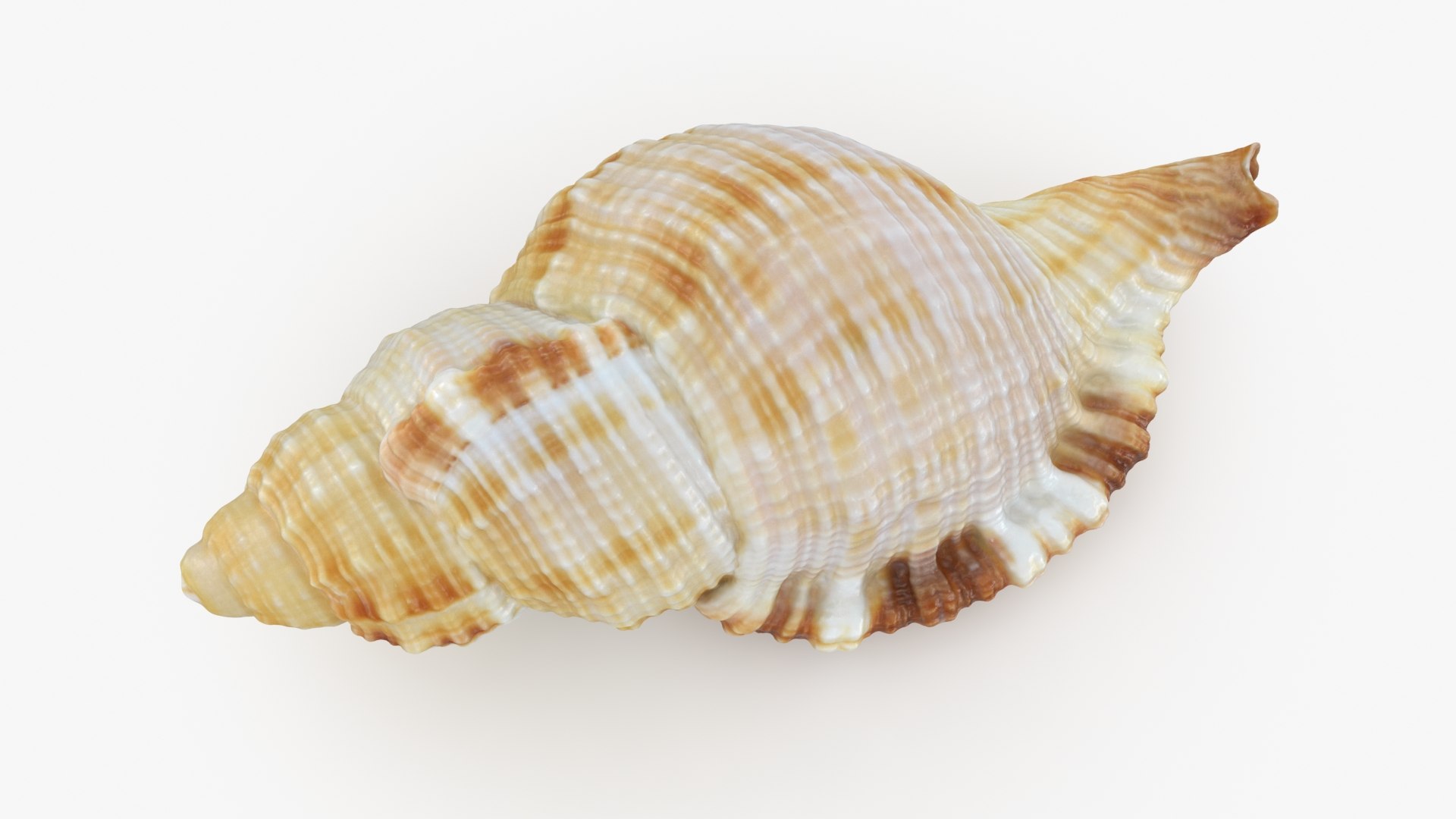 Monoplex Pilearis 3D https://p.turbosquid.com/ts-thumb/OM/zWKhl7/Qq/monoplexpilearis_b0006/jpg/1720443296/1920x1080/fit_q87/7c6badf705adba3e39ed62c9ba7120c961c20205/monoplexpilearis_b0006.jpg