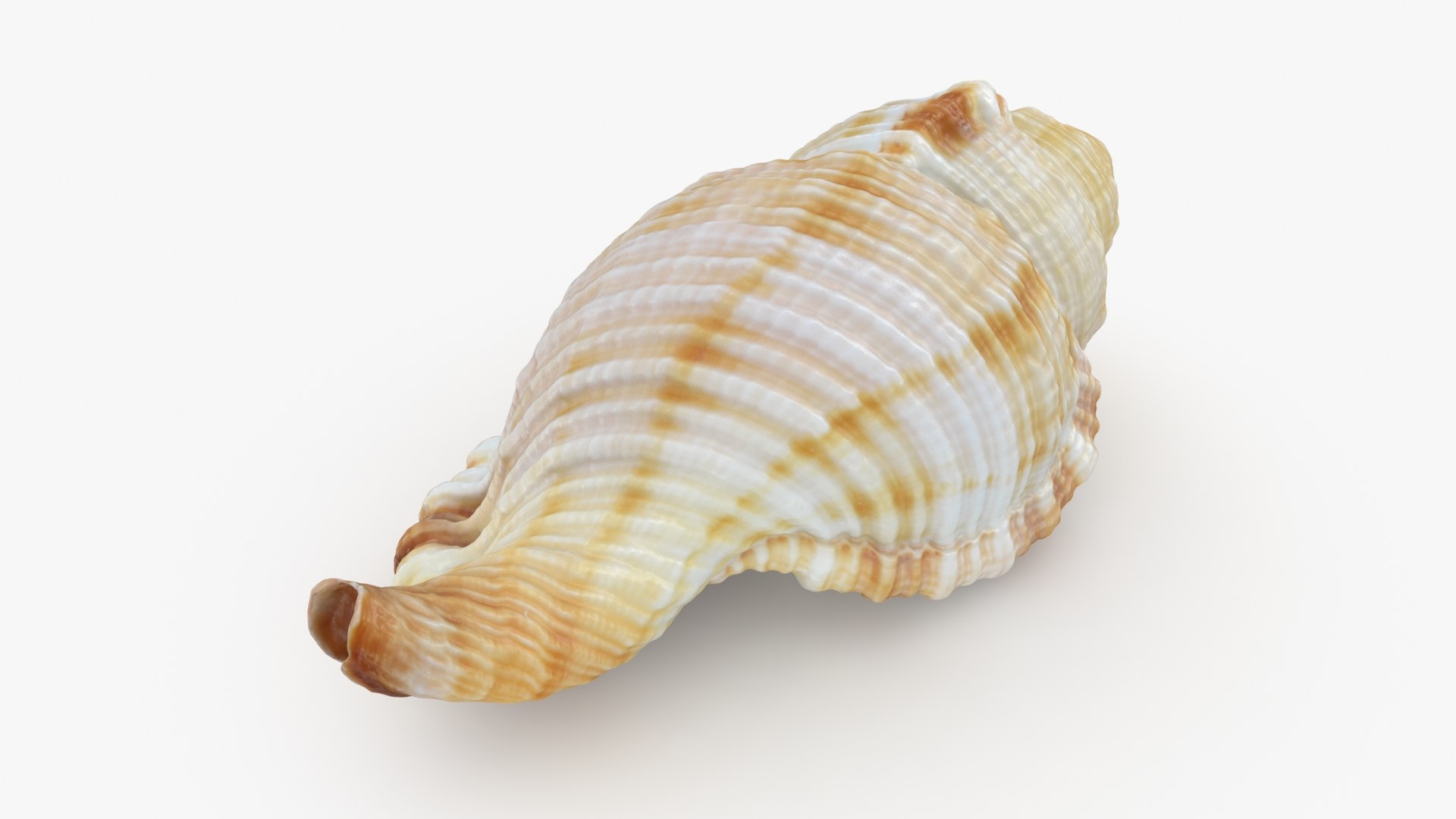 Monoplex Pilearis 3D https://p.turbosquid.com/ts-thumb/OM/zWKhl7/Xn/monoplexpilearis_b0014/jpg/1720443300/1920x1080/fit_q87/4fc8db1f84f44f292b103d08912a63214562bc7a/monoplexpilearis_b0014.jpg