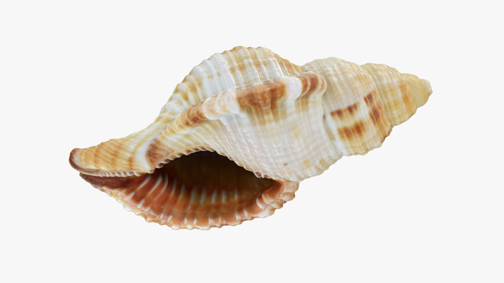 Monoplex Pilearis 3D https://p.turbosquid.com/ts-thumb/OM/zWKhl7/Z6/monoplexpilearis_b0018/jpg/1720443302/1920x1080/fit_q87/b3f75c53c0d118cf474e4d1bbd79e3174587949a/monoplexpilearis_b0018.jpg