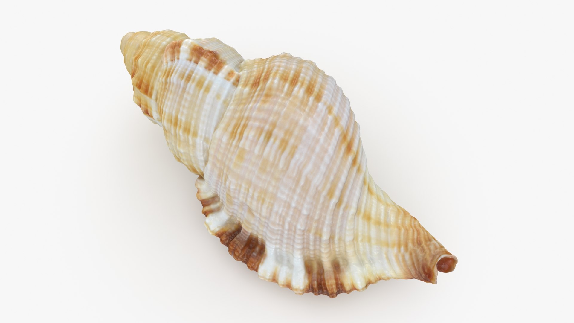 Monoplex Pilearis 3D https://p.turbosquid.com/ts-thumb/OM/zWKhl7/eQ/monoplexpilearis_b0012/jpg/1720443299/1920x1080/fit_q87/e0f1a8808cc618db6d3c0250dfa1e56bc9863759/monoplexpilearis_b0012.jpg
