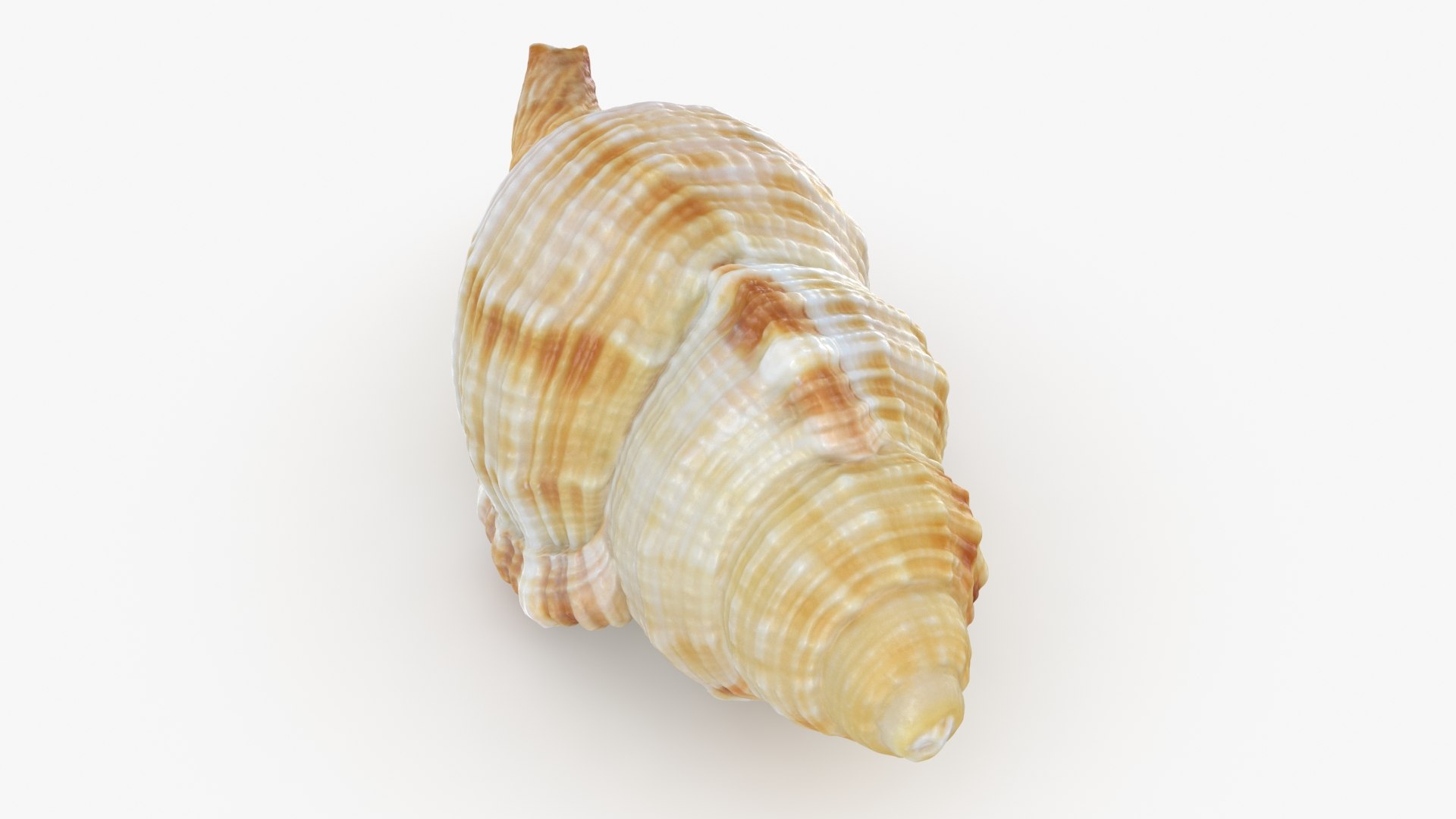 Monoplex Pilearis 3D https://p.turbosquid.com/ts-thumb/OM/zWKhl7/hI/monoplexpilearis_b0004/jpg/1720443295/1920x1080/fit_q87/5b1368d4b7ad92fee160fe32d30f1a41a7e09e08/monoplexpilearis_b0004.jpg