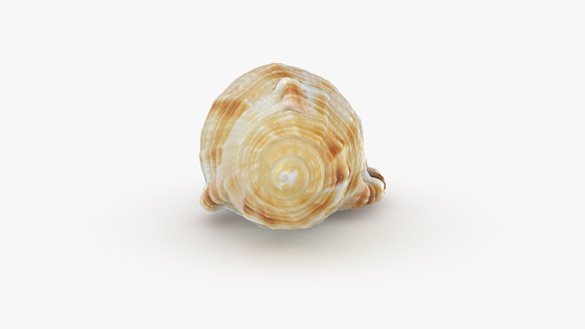 Monoplex Pilearis 3D https://p.turbosquid.com/ts-thumb/OM/zWKhl7/uq/monoplexpilearis/jpg/1720443311/1920x1080/turn_fit_q99/42a3b351e6ae4412a06fd6b09920162b87193def/monoplexpilearis-1.jpg
