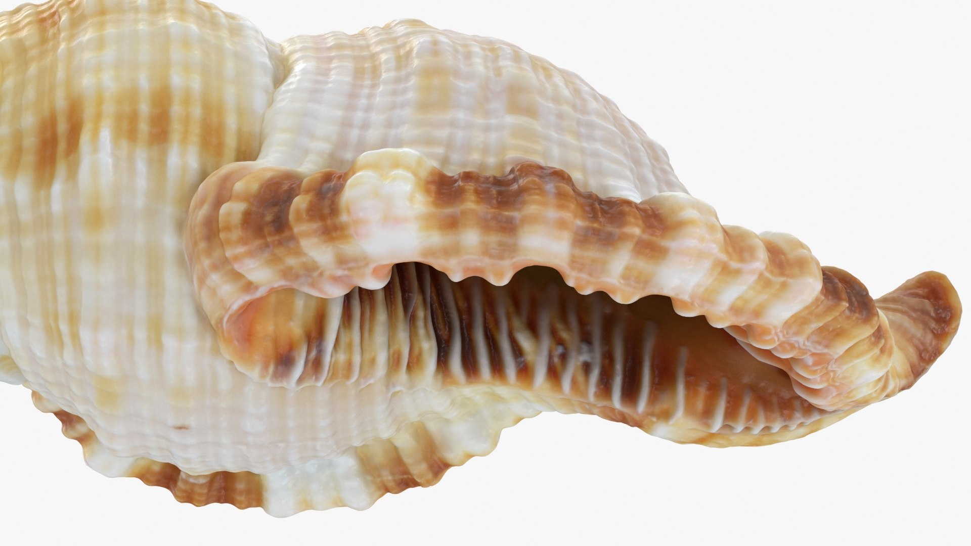Monoplex Pilearis 3D https://p.turbosquid.com/ts-thumb/OM/zWKhl7/xh/monoplexpilearis_b0024/jpg/1720443304/1920x1080/fit_q87/e809efd76104c39e0a8677e207a0c0054e6d60a2/monoplexpilearis_b0024.jpg