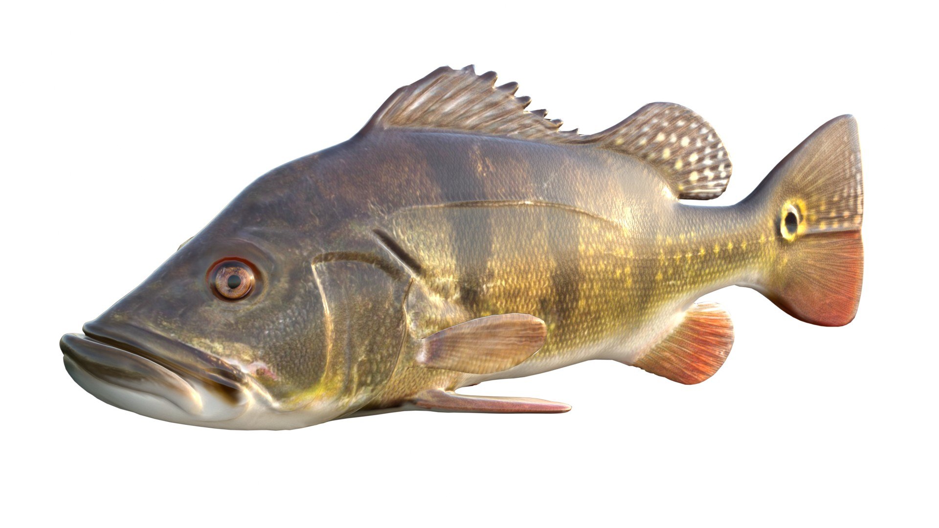 Butterfly Peacock Bass 3D https://p.turbosquid.com/ts-thumb/ON/4fAno1/D1/1/jpg/1767715248/1920x1080/fit_q87/c779a0887b92f7bc6c6a0376517336e60ccde17b/1.jpg