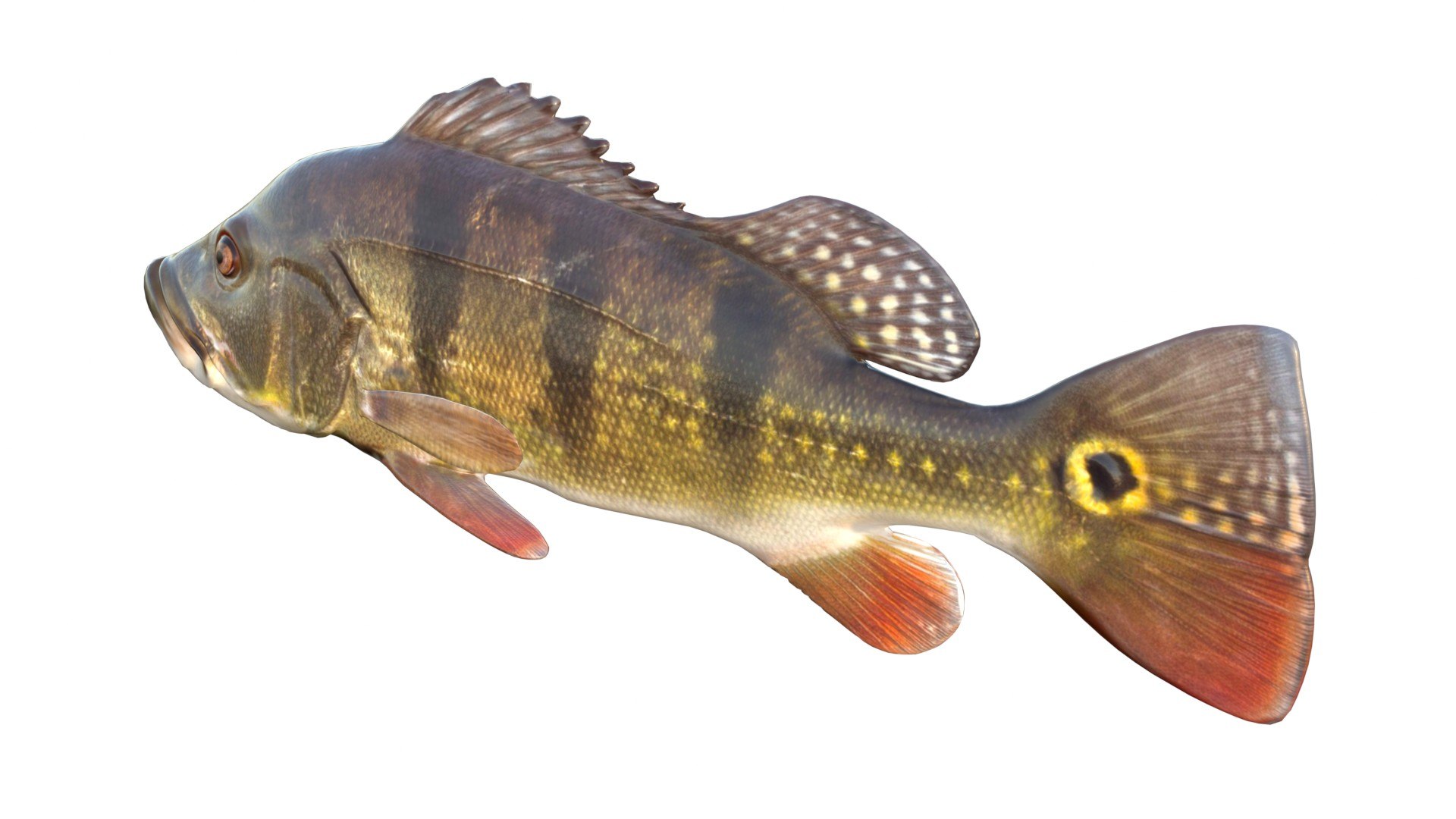 Butterfly Peacock Bass 3D https://p.turbosquid.com/ts-thumb/ON/4fAno1/Xo/3/jpg/1767715249/1920x1080/fit_q87/87b1b37e0d1568466b6bc0692e48dab06bffd649/3.jpg