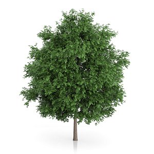 large-leaved lime tree tilia 3d model