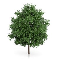 Large-leaved Lime Tree (Tilia platyphyllos) 7.2m