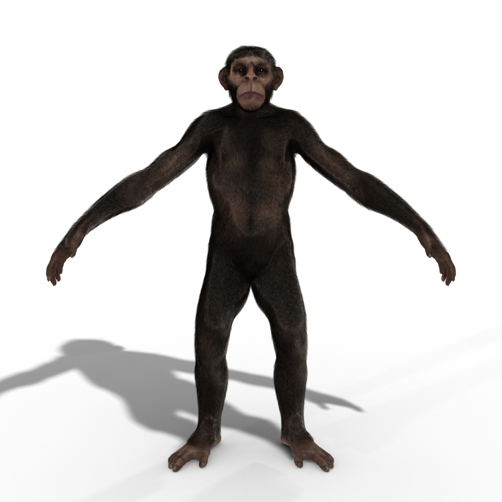 Monkey ape chimp chimpanzee 3D model - TurboSquid 1350380