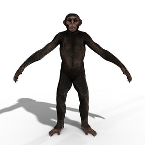 Low Poly Monkey Ape Chimp Chimpanzee Primate