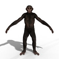 Low Poly Monkey Ape Chimp Chimpanzee Primate