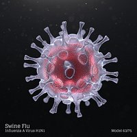 Swine Flu - Influenza A Virus H1N1