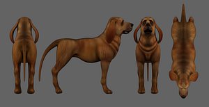 bloodhound dog 3d Low-poly