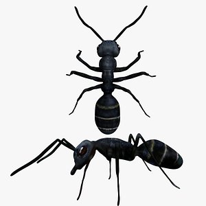 3D fully rigged low poly bullet ant