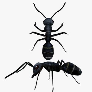 fully rigged low poly bullet ant