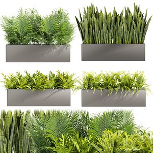 3D Collection plant vol 410 - indoor - sansveria - fern - monstera - palm model