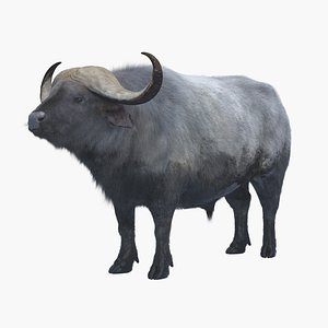african buffalo 3D model