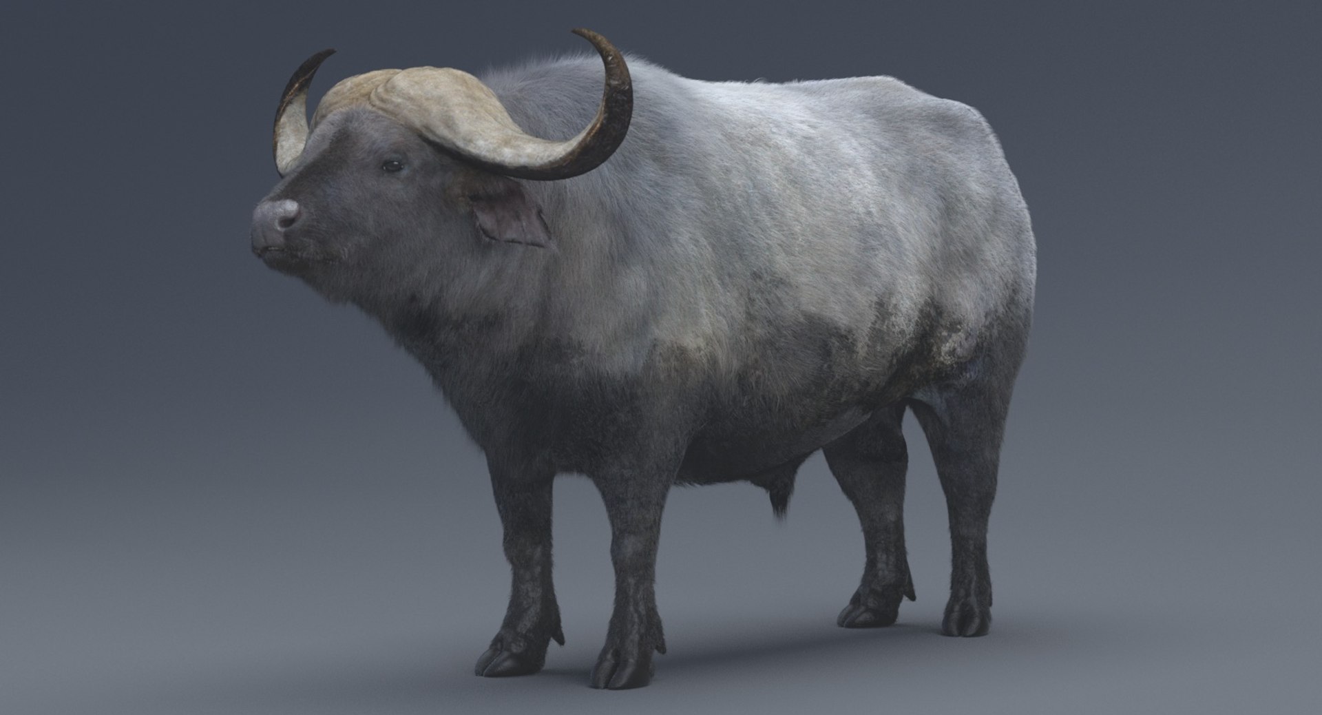 African Buffalo 3D Model - TurboSquid 1279388