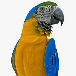 blue gold macaw rigged max