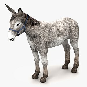 Donkey White
