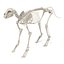 cat skeleton 3d 3ds