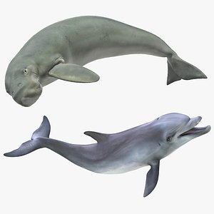 3D marine mammals rigged model