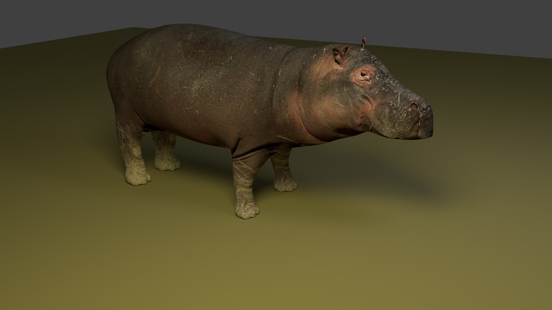 hippo 3d 3ds https://p.turbosquid.com/ts-thumb/OO/aDuUwX/cKSKIuI7/untitled3412/png/1429720968/1920x1080/fit_q87/f028722626152e3c66e3cb3739a45d53bc4e4220/untitled3412.jpg