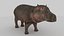 Hippo