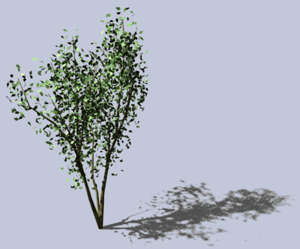 tree river birch 3d model