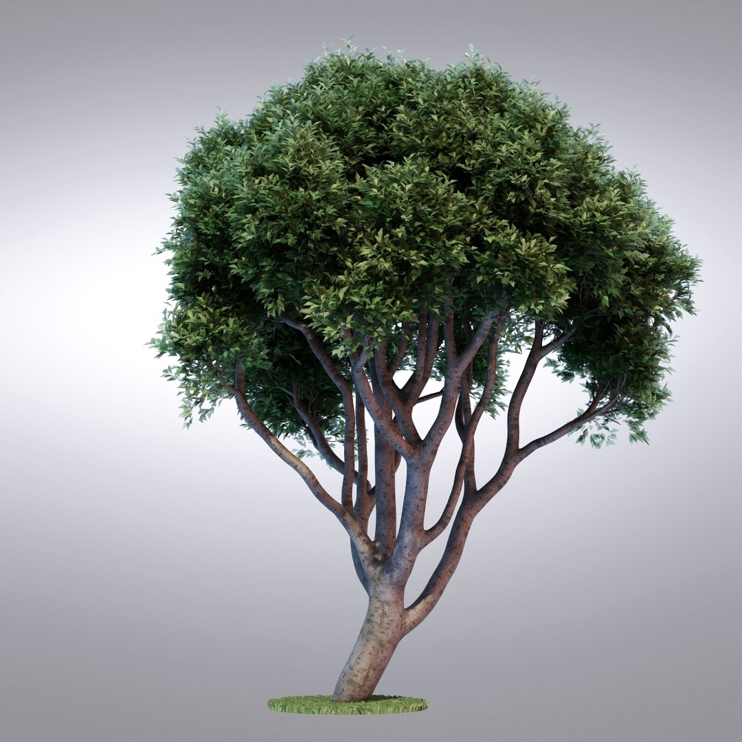 Max Hi Realistic Series Tree