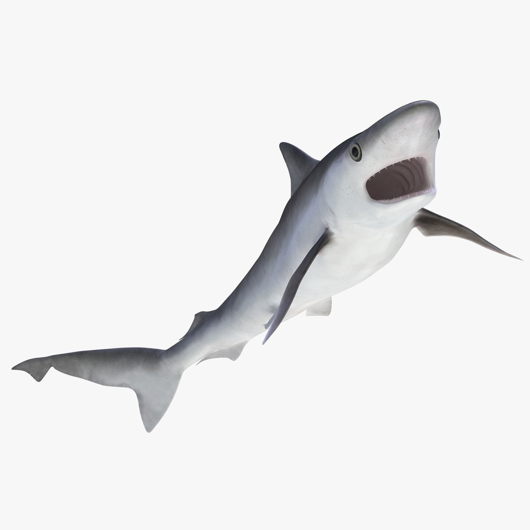 Milk Shark Rigged 3D Model 3D model preview