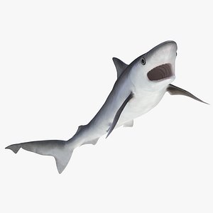 milk shark rigged 3d max