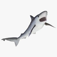 Milk Shark Rigged 3D Model