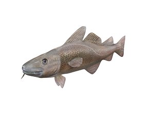 Cod Fish