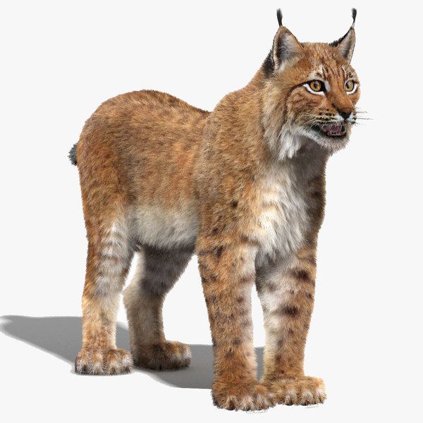 3D Bobcat Fur - TurboSquid 2025440