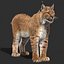 Три рыси. Lynx 3d model. Анатомия рыси. Рысь 3д. Рысь референс.