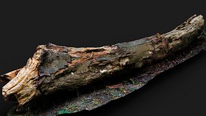 tree trunk dry wood log debris ground PBR photogrammetry 3D model