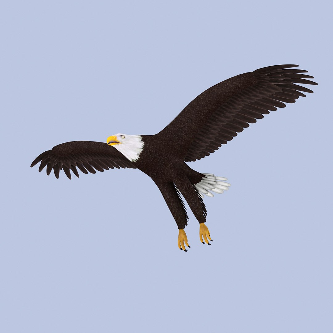 eagle bald 3d model https://p.turbosquid.com/ts-thumb/OP/ctcD6Z/LZQu382P/baldeagle04/jpg/1402829751/1920x1080/fit_q87/4691b0ad66969917b71db0a901d5fa8d40c2a5dc/baldeagle04.jpg