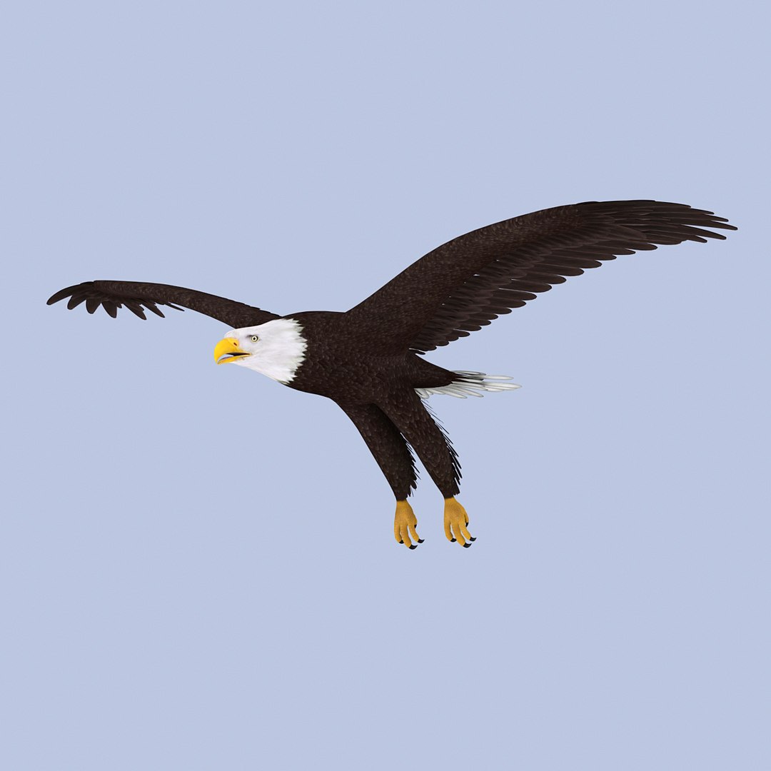 eagle bald 3d model https://p.turbosquid.com/ts-thumb/OP/ctcD6Z/WUkbc91T/baldeagle02/jpg/1402829751/1920x1080/fit_q87/246c6efe4ed93f5045bc0d515587758f61445fb7/baldeagle02.jpg