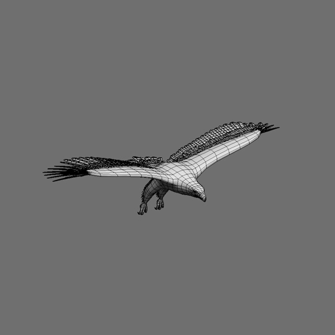 eagle bald 3d model https://p.turbosquid.com/ts-thumb/OP/ctcD6Z/ZFsC3PHN/baldeagle10/jpg/1402829751/1920x1080/fit_q87/39577e76d2c7f3575535631848eeb36fe313f554/baldeagle10.jpg