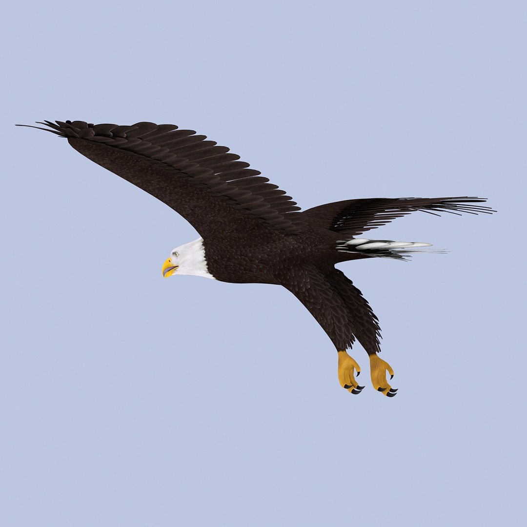 eagle bald 3d model https://p.turbosquid.com/ts-thumb/OP/ctcD6Z/hxozhnas/baldeagle03/jpg/1402829751/1920x1080/fit_q87/e91b204d9956d7deeb388fe4b2f01a3b804ebb7f/baldeagle03.jpg