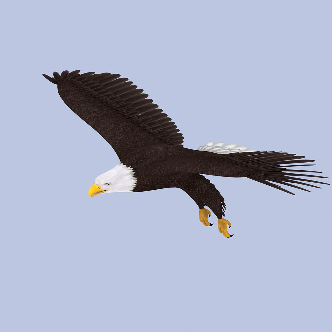 eagle bald 3d model https://p.turbosquid.com/ts-thumb/OP/ctcD6Z/n9sxT6Ur/baldeagle05/jpg/1402829751/1920x1080/fit_q87/a5f53be643489ac73da98dea159a462699611aeb/baldeagle05.jpg